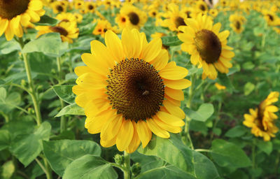 Close-up of sunflower