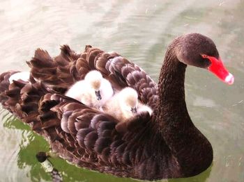 Bird swimming in lake