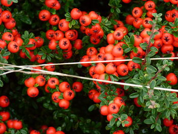 Full frame shot of tomatoes