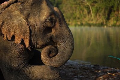 Close-up of elephant sitting at lakeshore