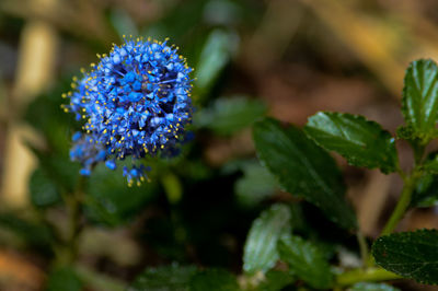 Close-up of purple flowering plant