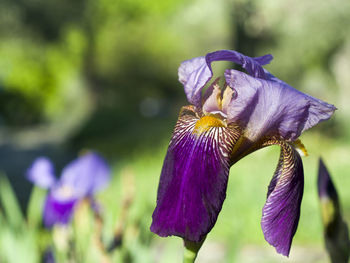 Close-up of purple iris