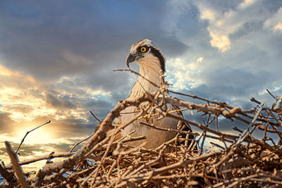 Low angle view of eagle perching on branch against sky