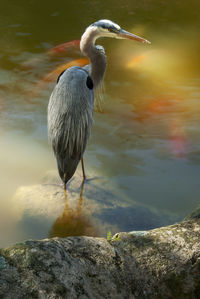 Heron bird perching on rock by lake