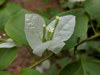 Close-up of white flowering plant