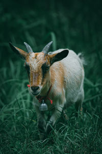 Deer standing on grass