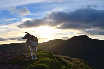 Dog on landscape against sky during sunset