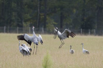 Flock of birds on the land