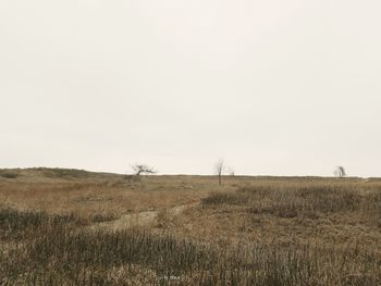 Scenic view of wheat field against clear sky