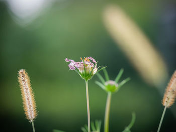 Close-up of pink flowering plant