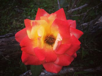 Close-up of red flower