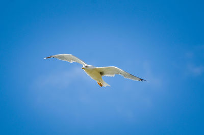 Low angle view of seagull flying against clear blue sky