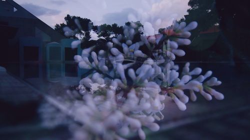 Close-up of flowers against sky