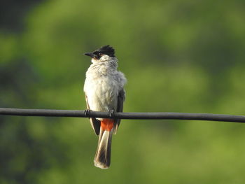 Close-up of bird perching on branch