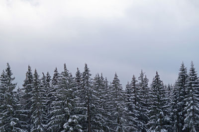 Pine trees in forest during winter against sky