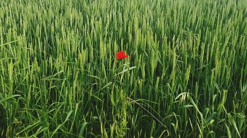Red poppy flower growing on field