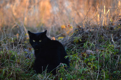 Black cat sitting on grass