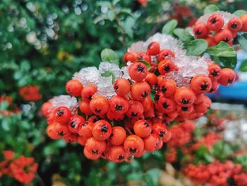 Close-up of red berries on plant