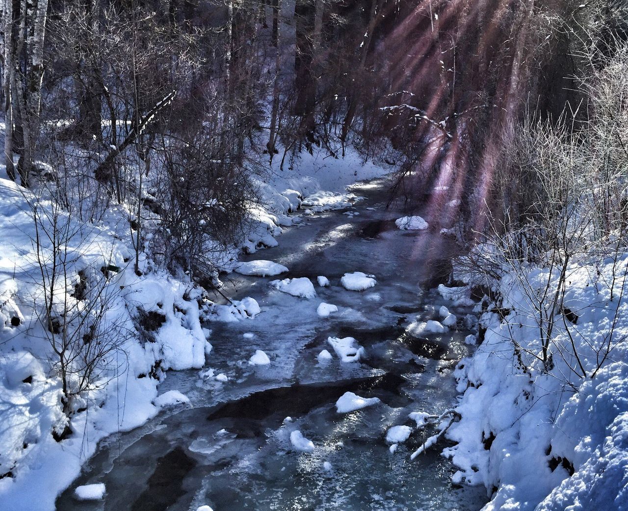 winter, cold temperature, snow, weather, nature, beauty in nature, frozen, tranquility, tree, no people, scenics, outdoors, sky, day