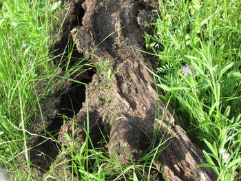 Close-up of lizard on a field