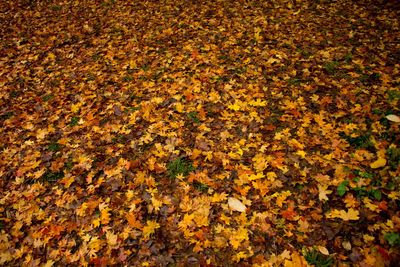 Full frame shot of autumn leaves on field