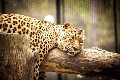 Lion resting in zoo