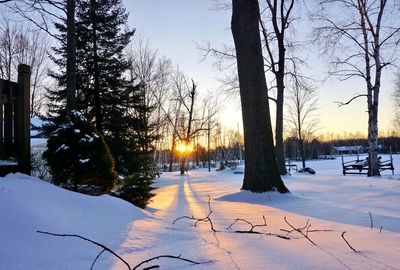 Trees against sky during winter