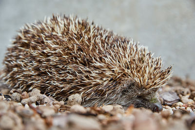 European hedgehog portrait