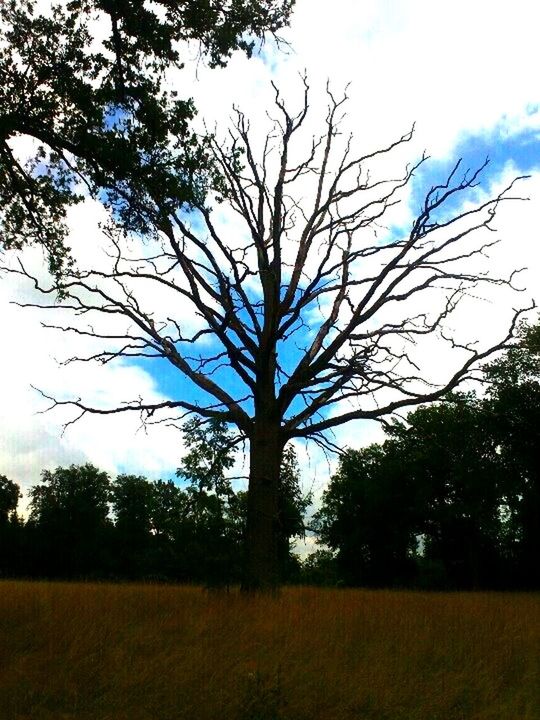 tree, tranquility, tranquil scene, field, landscape, branch, bare tree, sky, scenics, beauty in nature, nature, grass, growth, non-urban scene, no people, idyllic, tree trunk, outdoors, grassy, sunlight