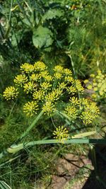 Close-up of yellow flowers