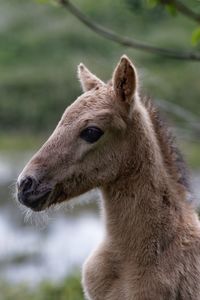 Close-up of foal looking away