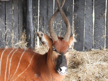 Portrait of horse in zoo