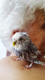 Close-up of a bird