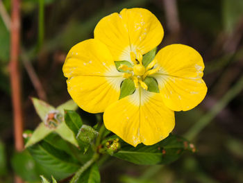 Close-up of wet yellow flower