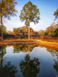 Reflection of trees in water