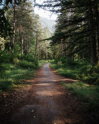 Road amidst trees in forest