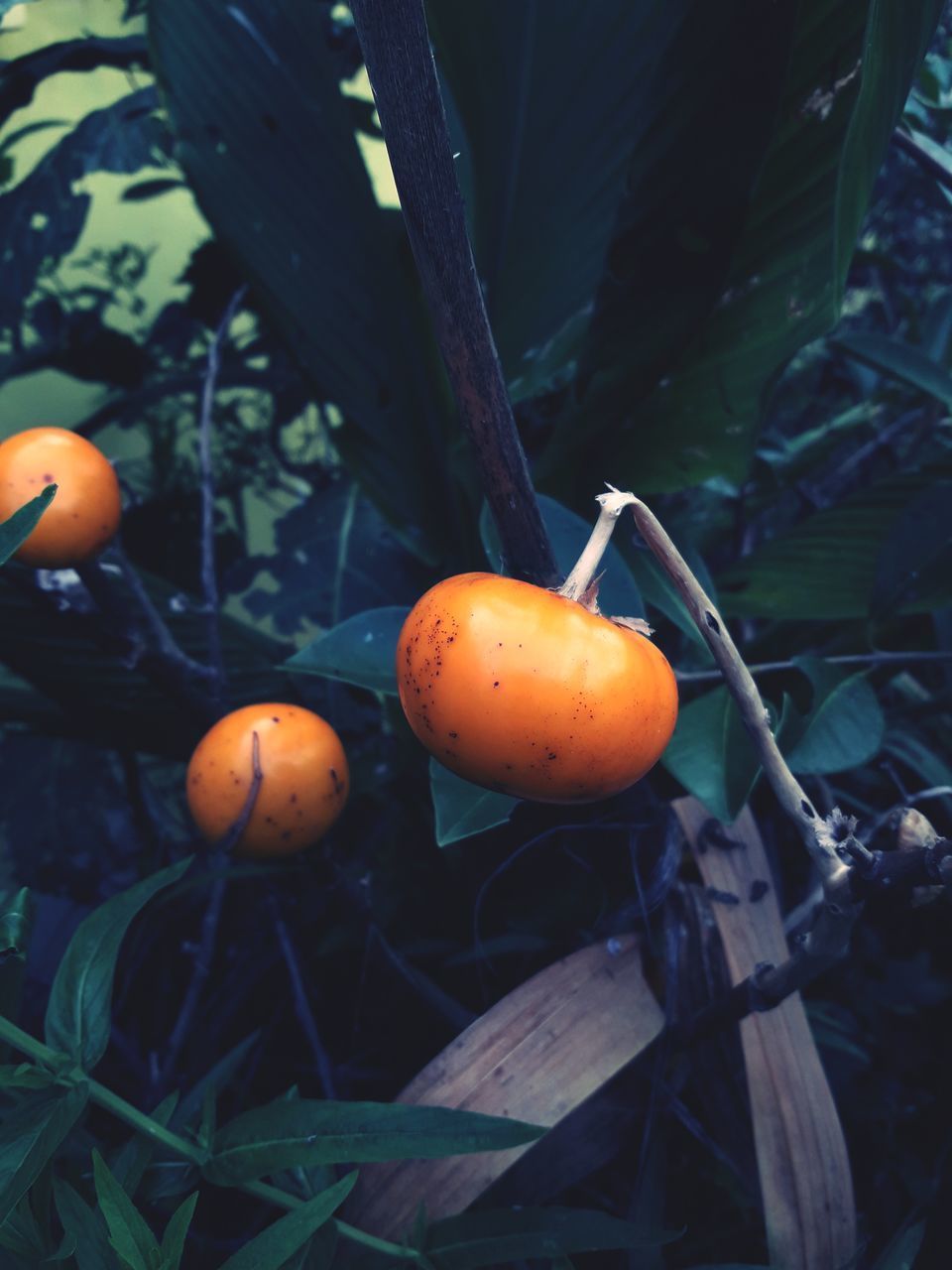 CLOSE-UP OF ORANGE ON PLANT