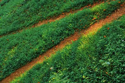 Full frame shot of corn field