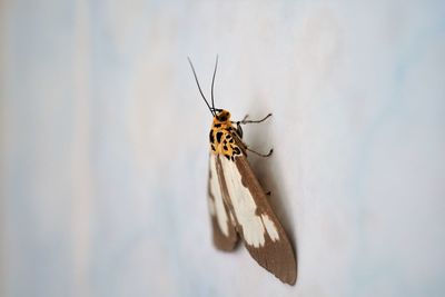 Close-up of moth in nature