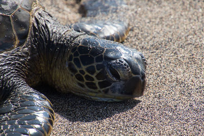 Close-up of turtle on sand