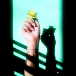 Close-up of hand holding flowering plant