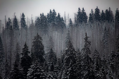 Pine trees in forest against sky during winter