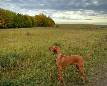 Dog standing on field against sky