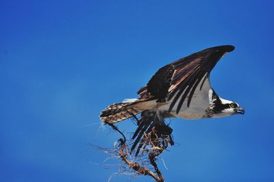 Low angle view of bird flying against clear blue sky