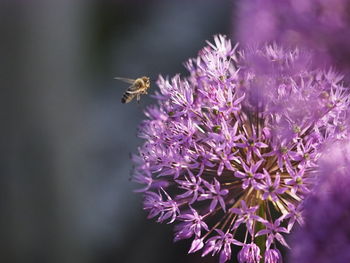 Close-up of bee on flowers against blurred background