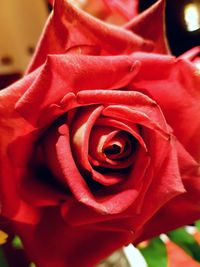 Close-up of red rose