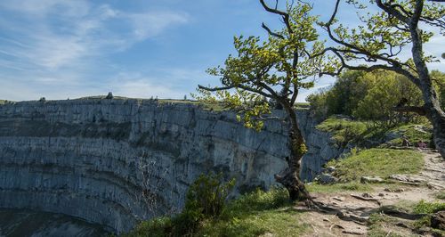 Low angle view of trees against sky