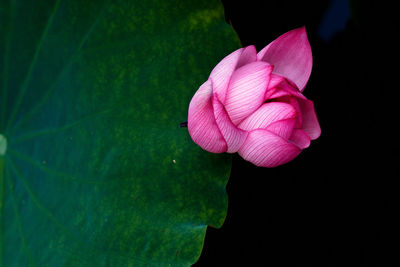 Close-up of pink flower blooming against black background