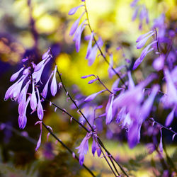 Close-up of purple flowering plant