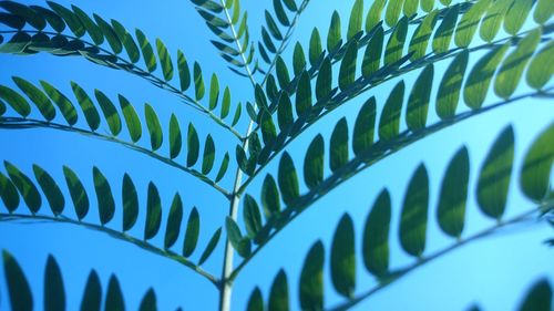 Low angle view of leaf against clear blue sky